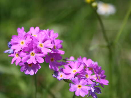 Cours de perfectionnement en botanique