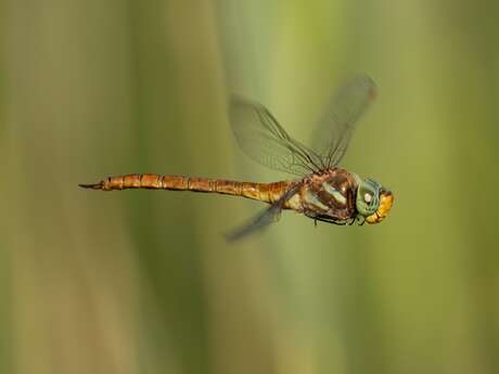À la découverte des libellules et papillons