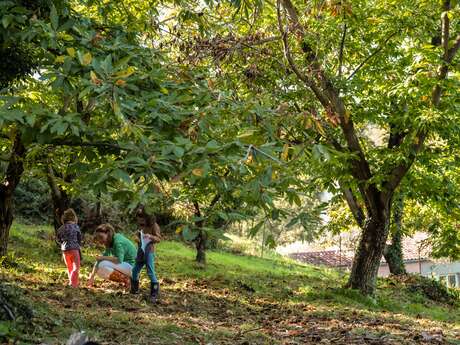 Châtaigneraie Godissard