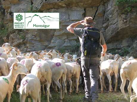 Transhumance des brebis tarasconnaises