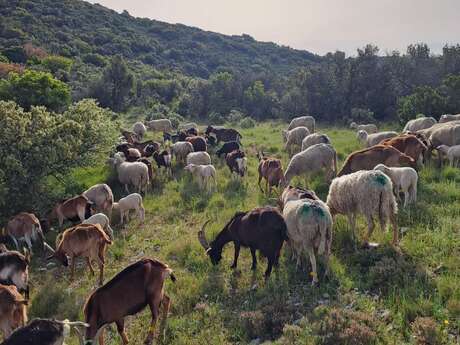 Ferme du petit luberon