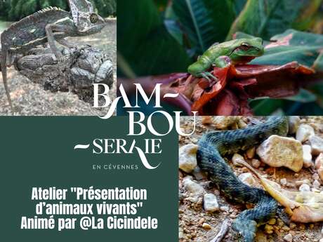 Atelier présentation d'animaux vivants - Animé par La Cicindèle