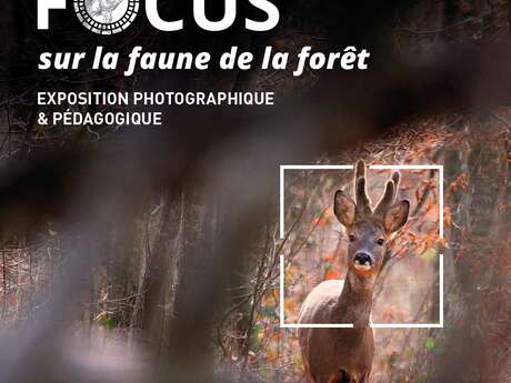 Focus sur la faune de la forêt