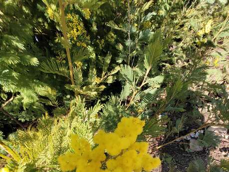 Balades Guidées: Tanneron, le mimosa et les plantes à parfum du Massif