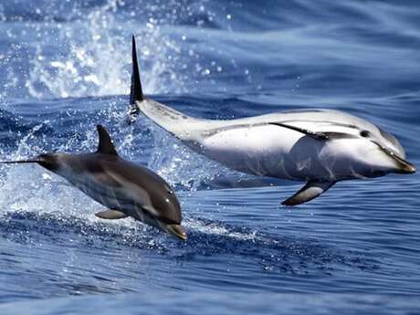Sortie naturaliste à la rencontre des Cétacés - Vedettes Îles d'Or et Le Corsaire