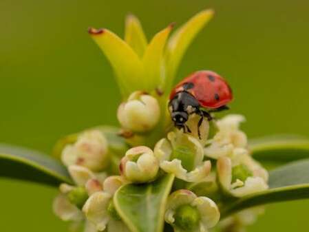 Les Petites Bêtes - Préservation de la biodiversité.