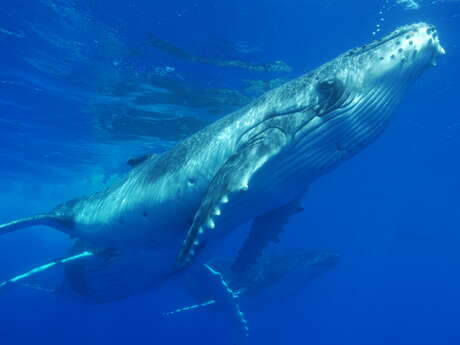 Moorea Deep Blue - Whale watching tour