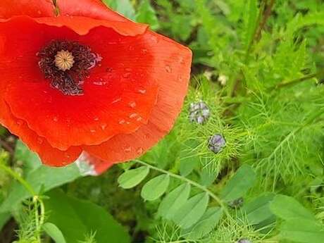 Regardons nos jardins !