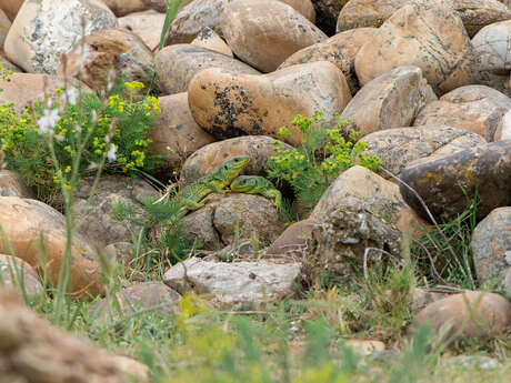 À la recherche du Lézard ocellé