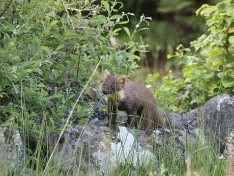 Enquête en forêt