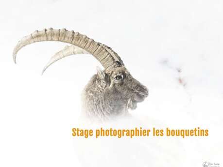 Stage : photographier les bouquetins