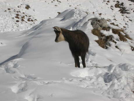 Les yeux sur les chamois : À l’écoute de la nature
