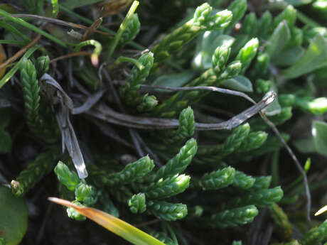 Atelier scientifique : à la recherche de la patte de loup (la plante!)