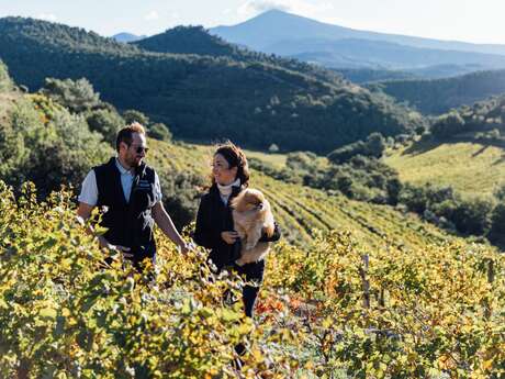 Balade et dégustation au cœur des Dentelles de Montmirail