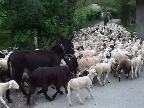 Transhumance 2025 - La Grande Traversée de la Métropole de Grenoble Transhumance 2025 - La Grande Traversée de la Métropole de Grenoble