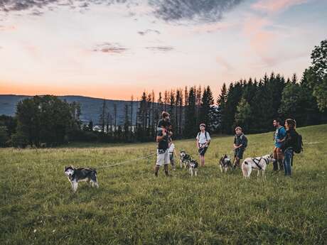 Instants sports - Cani randonnée nocturne