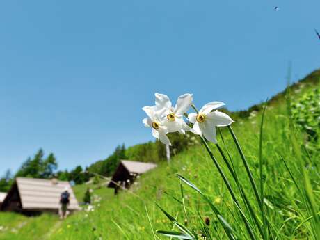 Allibert Trekking