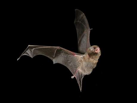 A l'écoute des chauves-souris à l'ENS de la Sabla