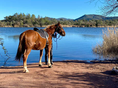 Les chevaux de Violette