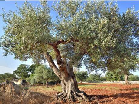 Démonstration de taille de l'olivier