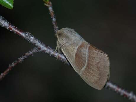 Inventaire papillons de nuit printaniers