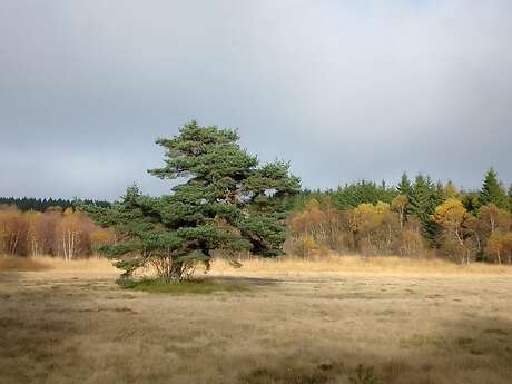 La montagne forézienne en automne - randonnée naturaliste en Forez.