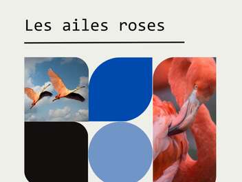 Patrimômes - Les Ailes Roses