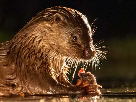 Soirée ciné nature "La Loutre, en toute intimité"