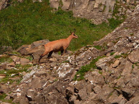 Wanderung „Annäherung an der Gämsen des Aravis"