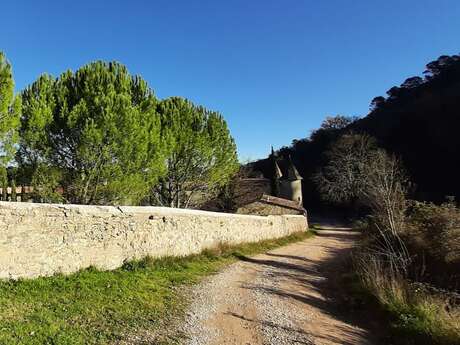 Balade nature commentée : secrets des herbes et plantes guérisseuses