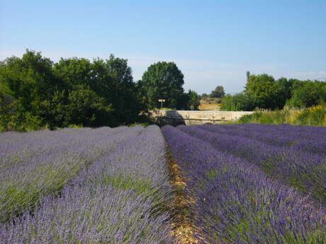 Randonnée Entre garrigues et lavande