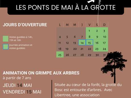Animation on grimpe aux arbres