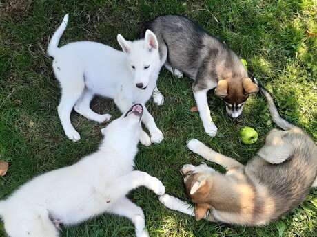 Au cœur d'une meute de chiens de traineaux