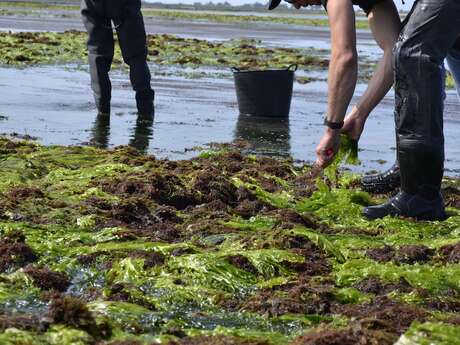 Visit to the Aoré seaweed farm