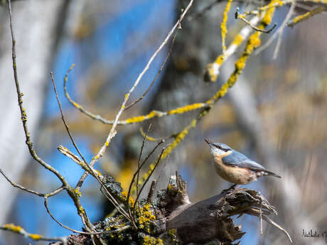 Découverte des oiseaux forestiers, Réserve naturelle de Volvic