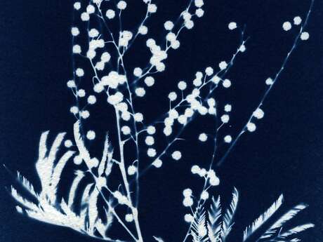 Atelier découverte du cyanotype