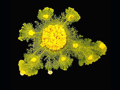 A la découverte du blob - Focus (dès 7 ans)