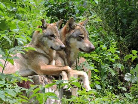 À la rencontre du Loup