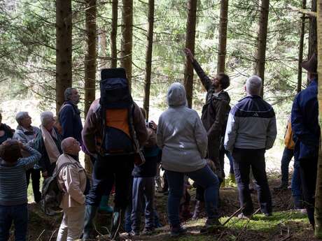 Les forêts du Fossat