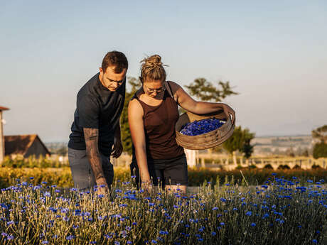 Les Plantes de Tomine