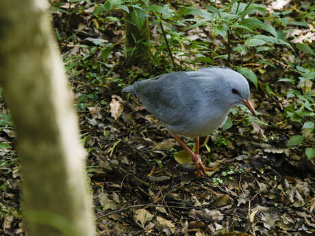 Guided tour of the Zoological and Forest Park - Etic NC