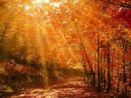 Danser au rythme du vivant - Stage de danse libre et intuitive