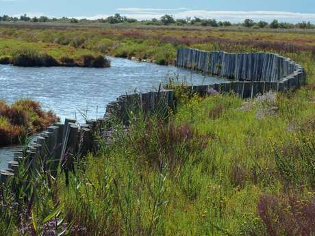 PORT-SAINT-LOUIS-DU-RHÔNE - They du Mazet, l'embouchure du Rhône