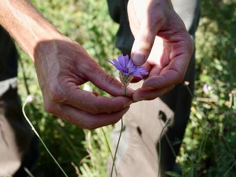 Balade découverte des plantes, entre tradition et sciences