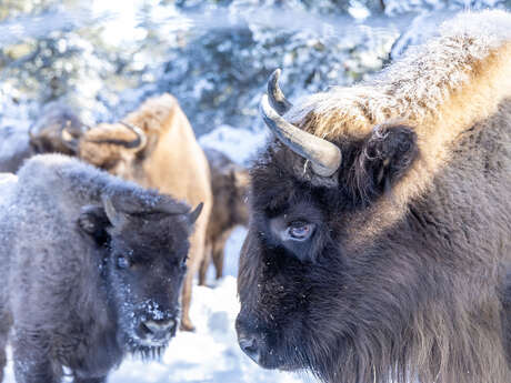 European Bison Reserve