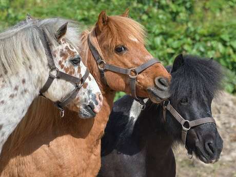 Les Poneys de Sophie