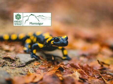 La double vie des amphibiens La double vie des amphibiens