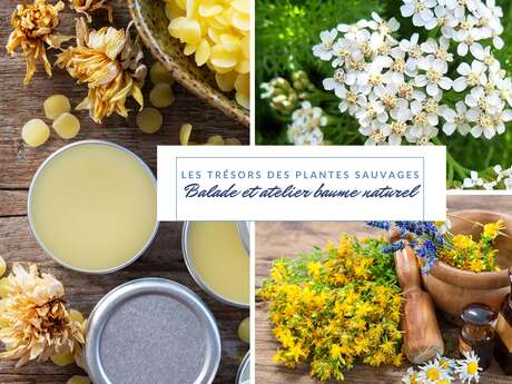 Les trésors des plantes sauvages – Balade et atelier baume naturel