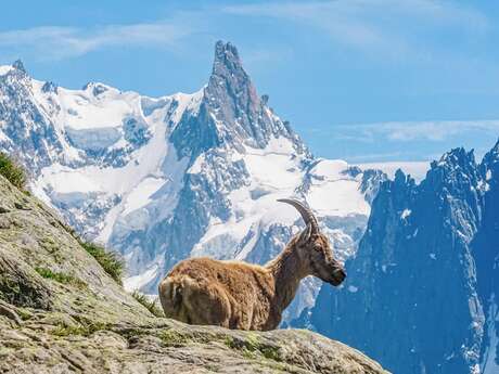 Randonnée accompagnée Journée à Chamonix - La maison Umaylam