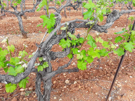 Sentier Randonner Autrement - De vigne en vigne